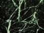 M�rmore Verde Veteado